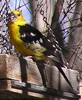 Rare Yellow Grosbeak, 2/24/06, ABQ, NM