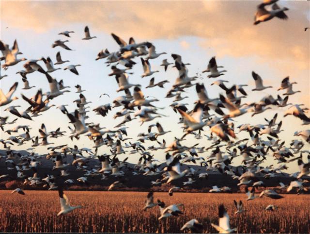 snow geese at sunset